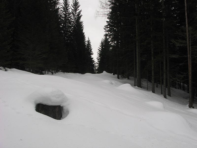 Waldweg